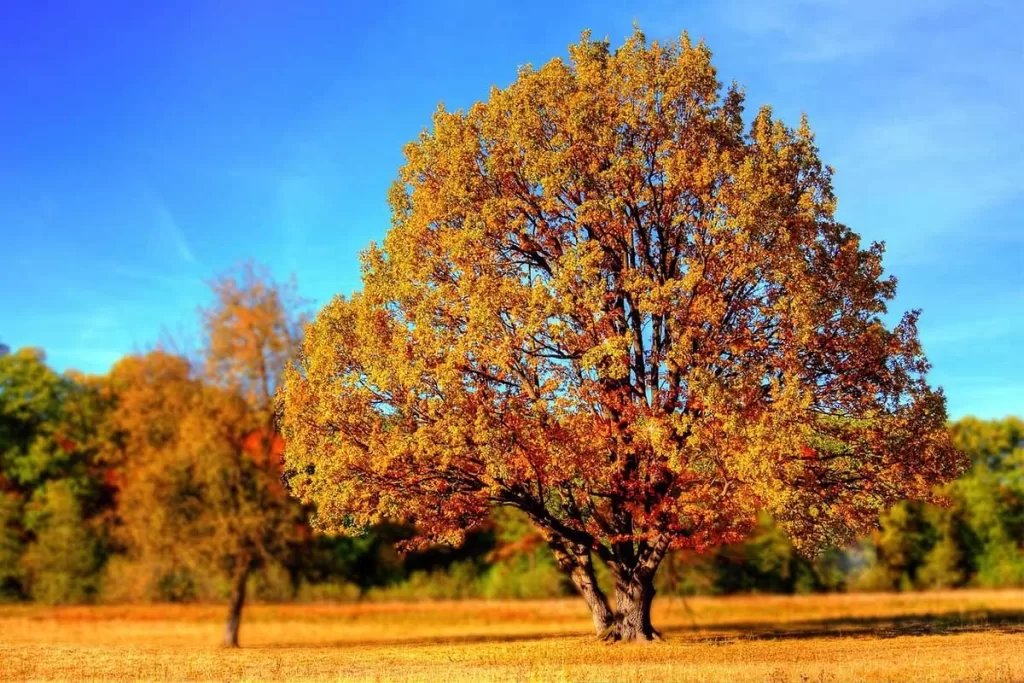 Sunčano vrijeme uz malu i umjerenu oblačnost