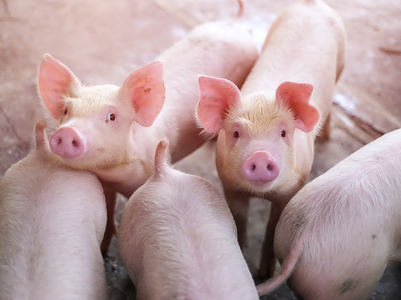 Svake godine pred praznike poskupi: Koliko košta božićna pečenica?