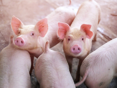 Svake godine pred praznike poskupi: Koliko košta božićna pečenica?