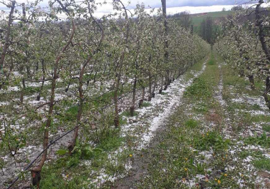 Voća ni za lijeka: Јedna od lošijih godina za voćare u posljednjoj deceniji