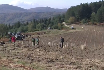 Zasađena prva plantaža Pančićeve omorike u Srebrenici 